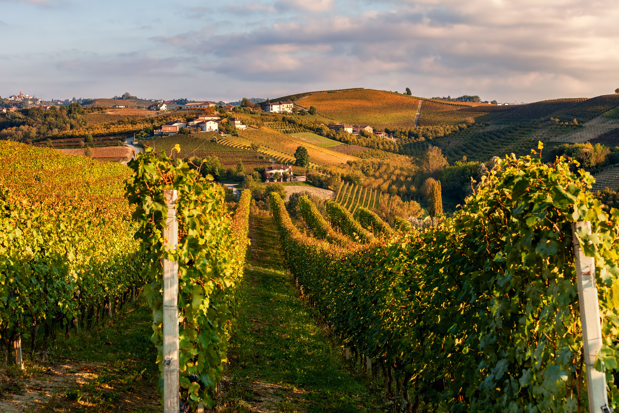Autumnal vineyards in a row on the hills of Piedmont. Vigneto